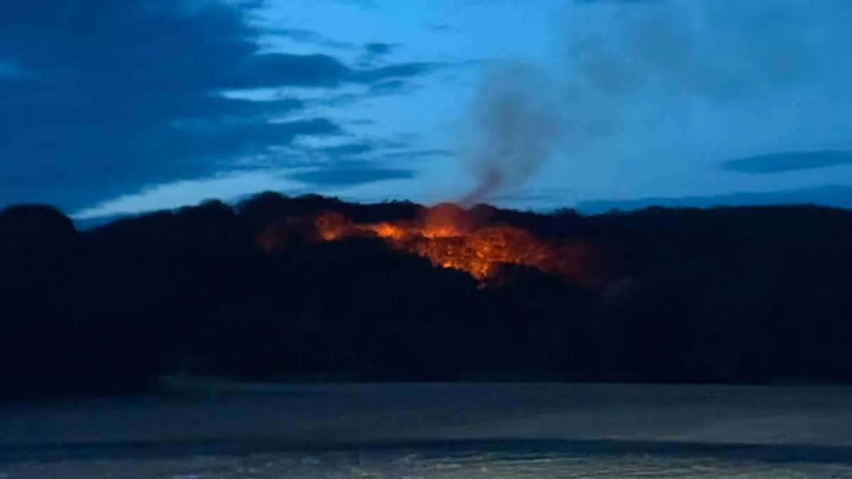 Feuer Wald