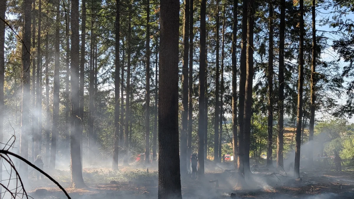 Wald in Brand