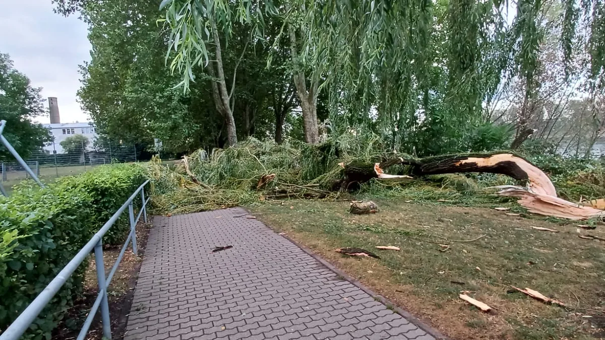 Umgestürzter Baum