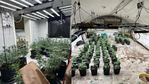 Cannabisplantage