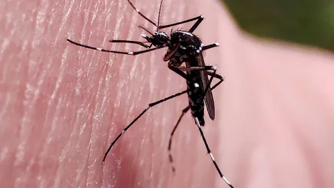 Makroaufnahme einer auf menschlicher Haut sitzenden Mücke, die ihre detaillierten Merkmale zeigt.