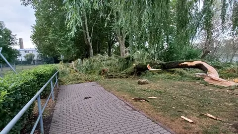Umgestürzter Baum